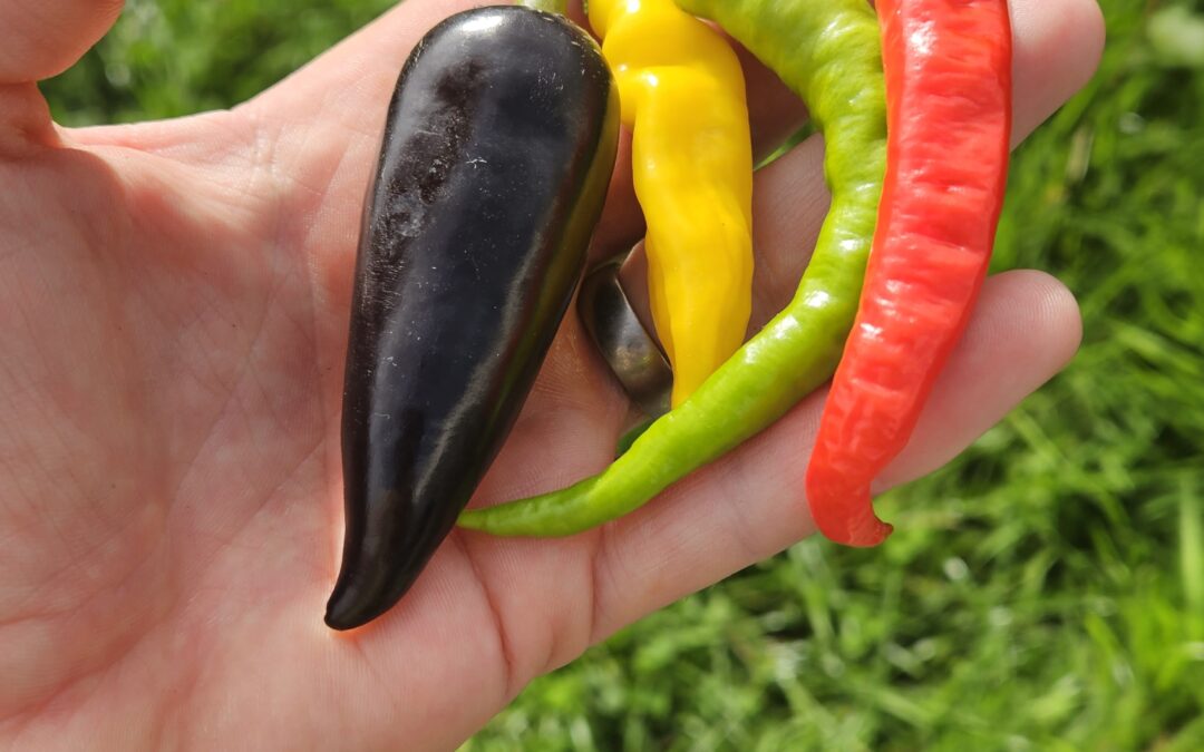 Growing Chilli's on Knoydart. An experiment for Knoydart Farm CIC.