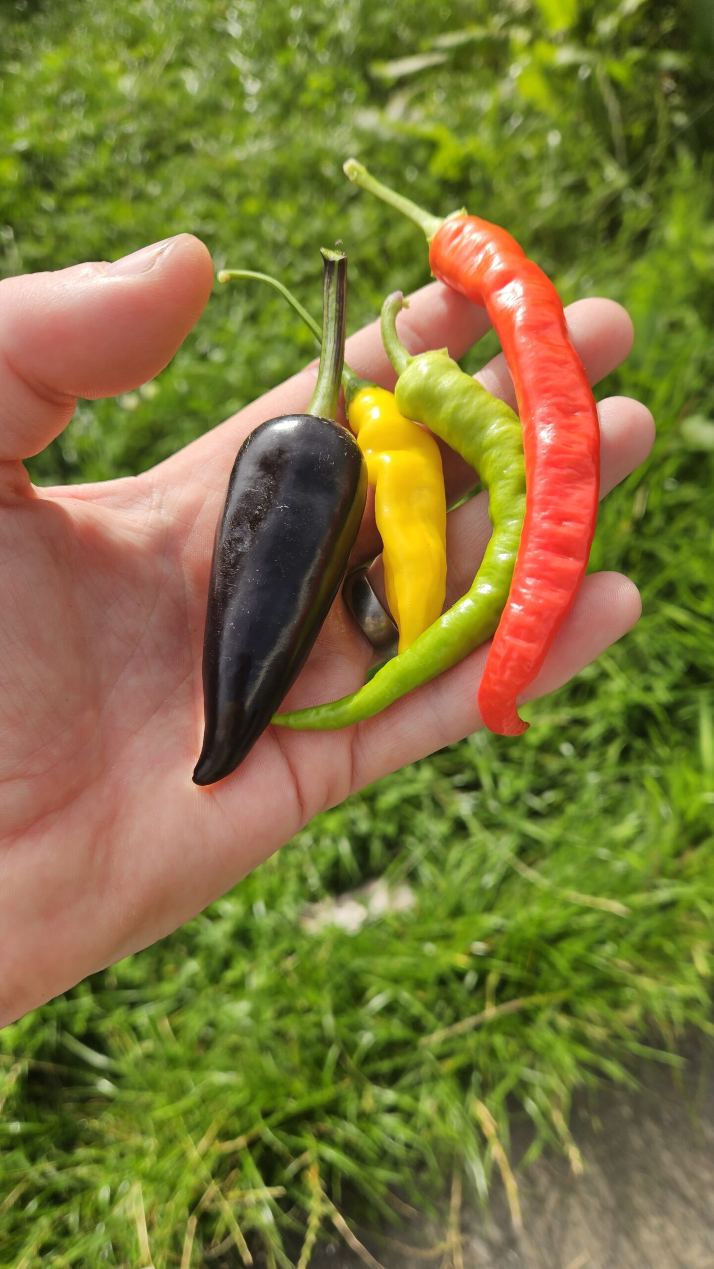 Growing Chilli's on Knoydart. An experiment for Knoydart Farm CIC.